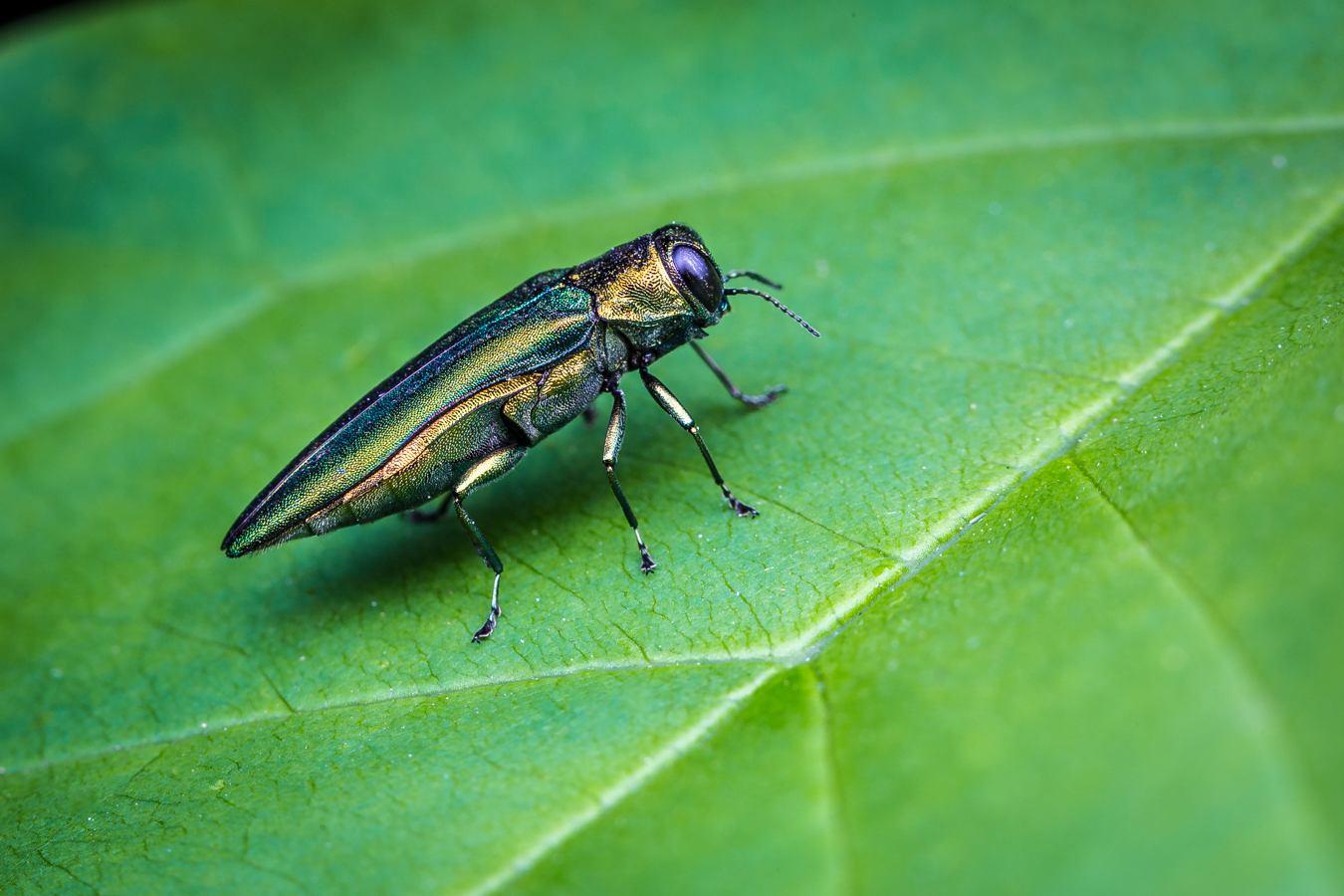 EAB on leaf